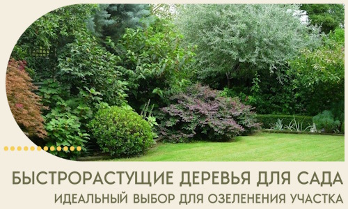 Быстрорастущие деревья для сада идеальный выбор в Санкте-Петербурге
