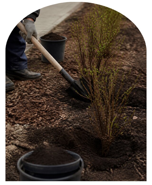 Профессиональная посадка кустарников на участке в Санкте-Петербурге